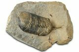 Morocconites Trilobite Fossil - Multi-Toned Shell Coloration #334880-3